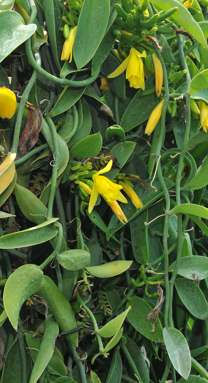 Vanilla palmarum