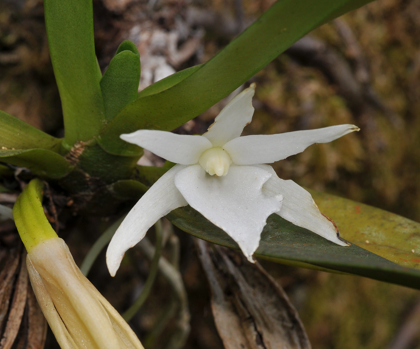 Angraecum borbonicum. Close-up.