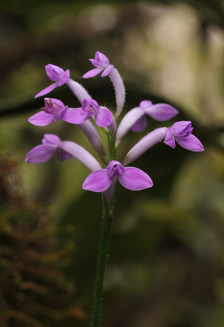 Arnottia mauritiana. Closer.