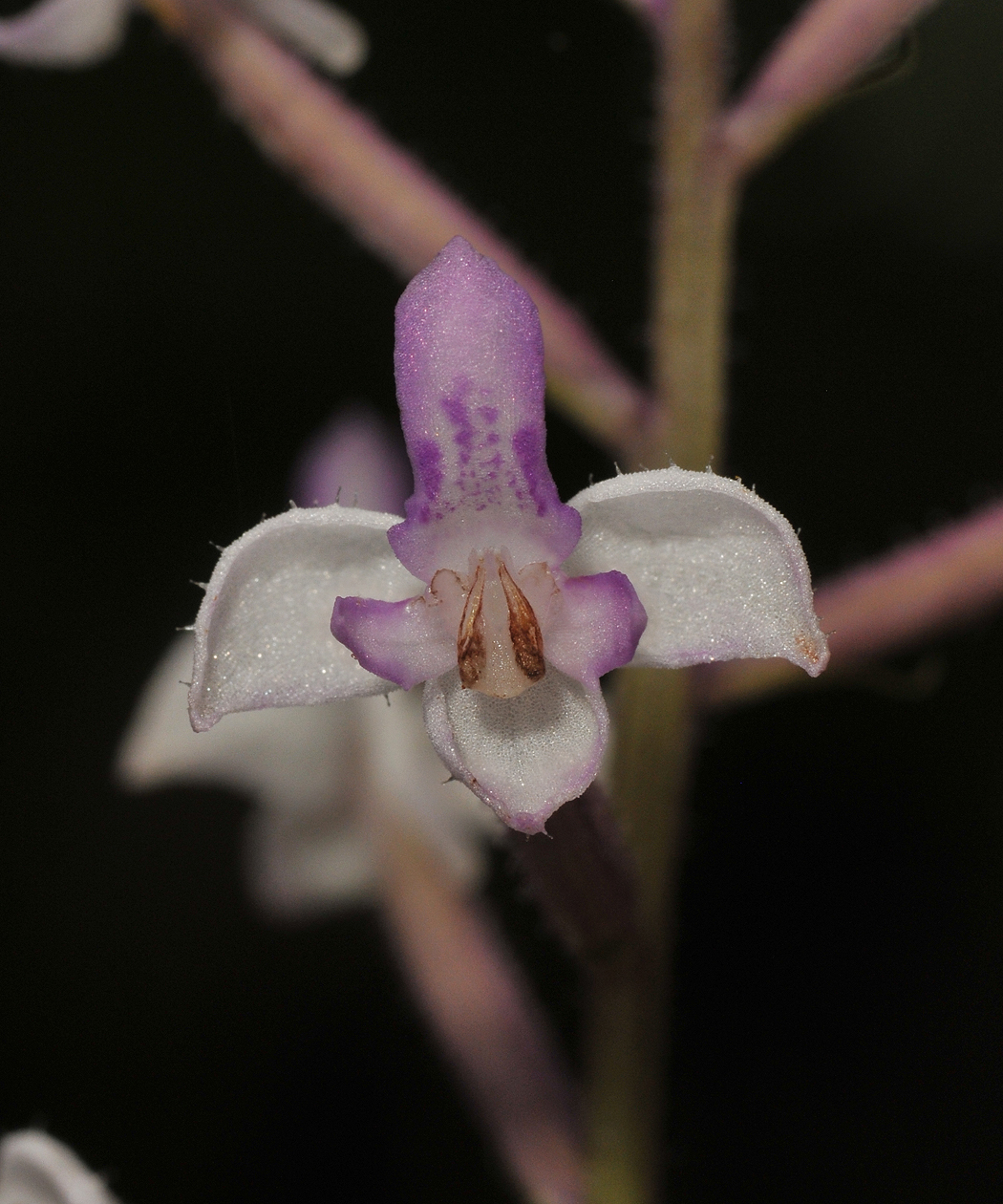 Cynorkis ridleyi. Closer-up.