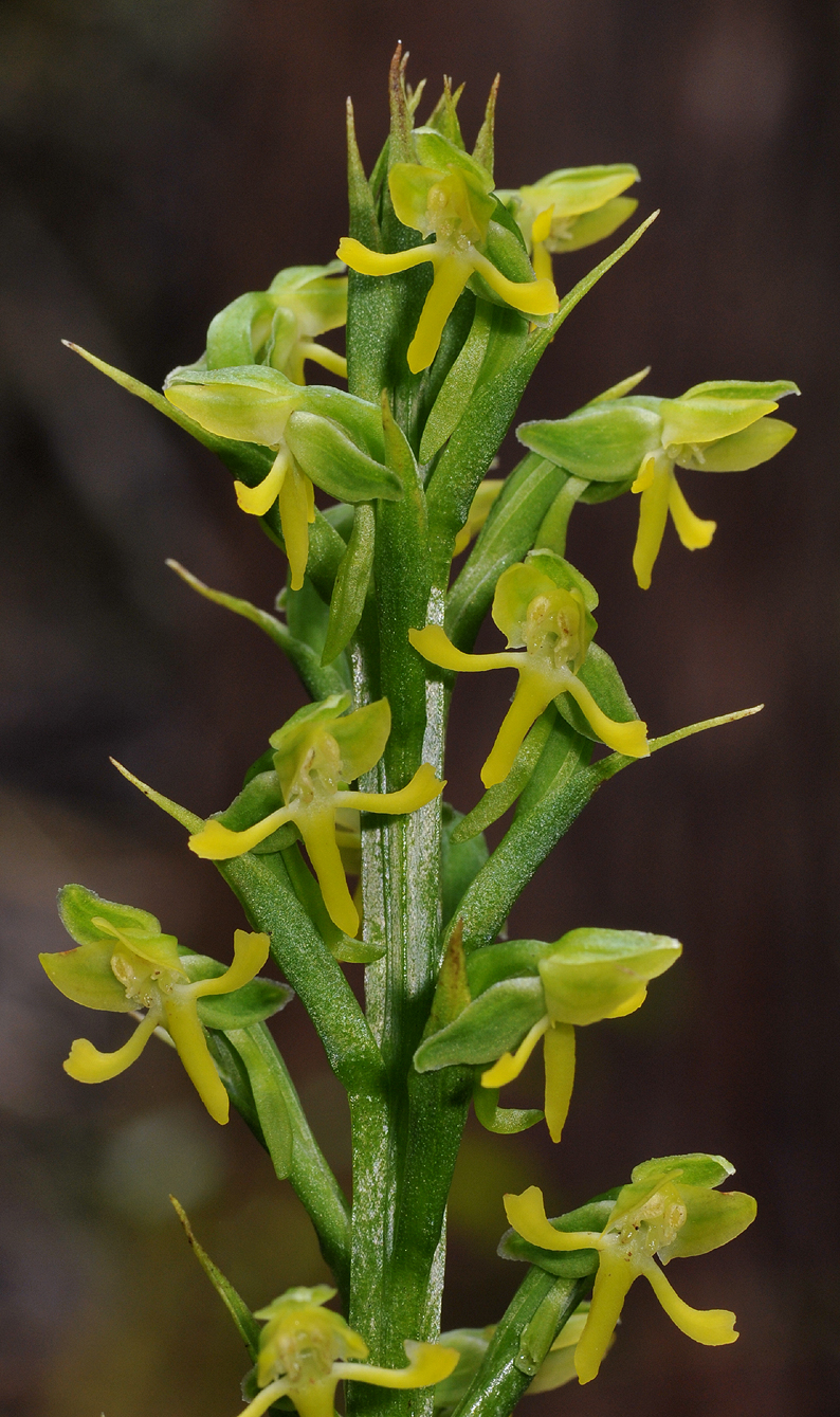 Habenaria praealta. Closer.