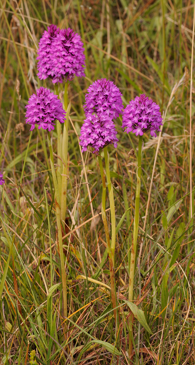 Anacamptis pyramidalis