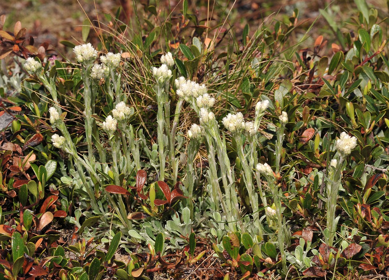 Antennaria dioica