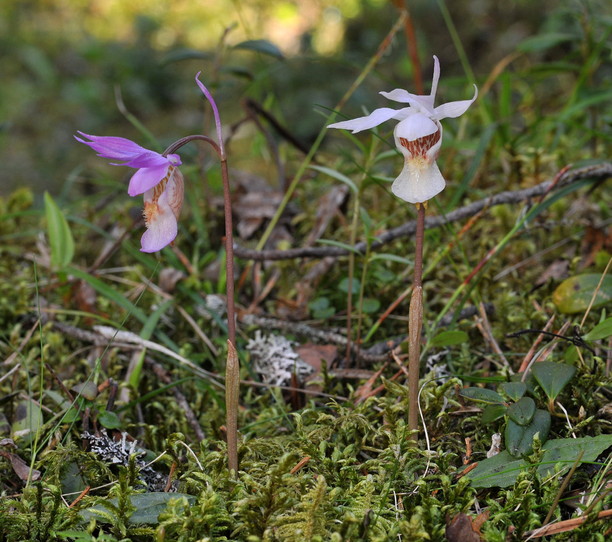 Calypso bulbosa var. bulbosa normal and pale form.