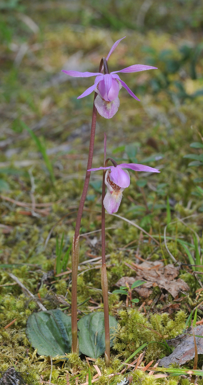 Calypso bulbosa var. bulbosa