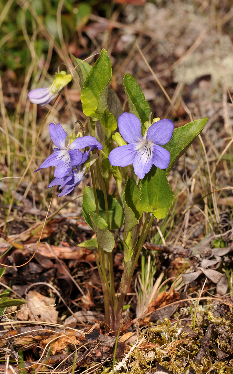 Viola canina