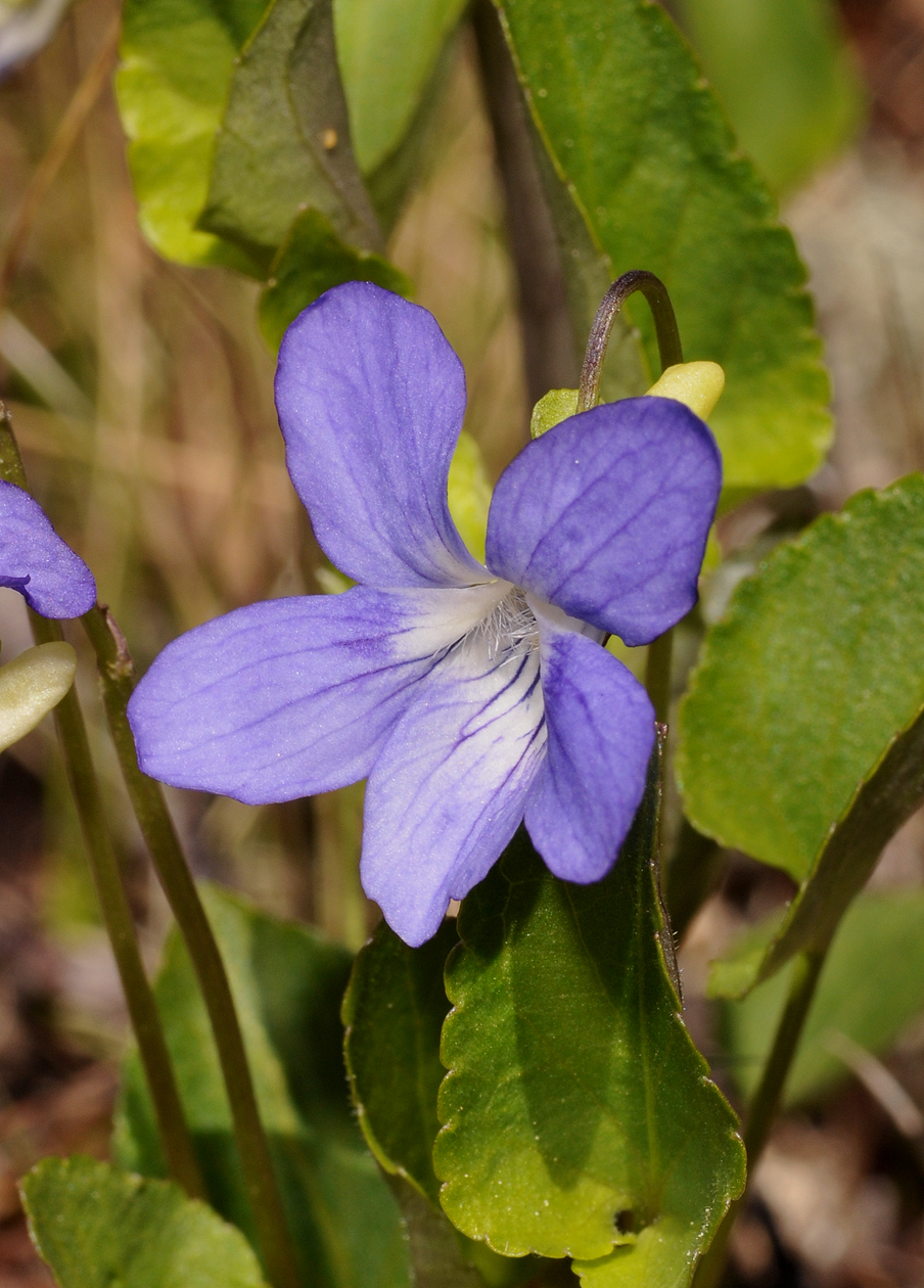 Viola canina. Close-up.
