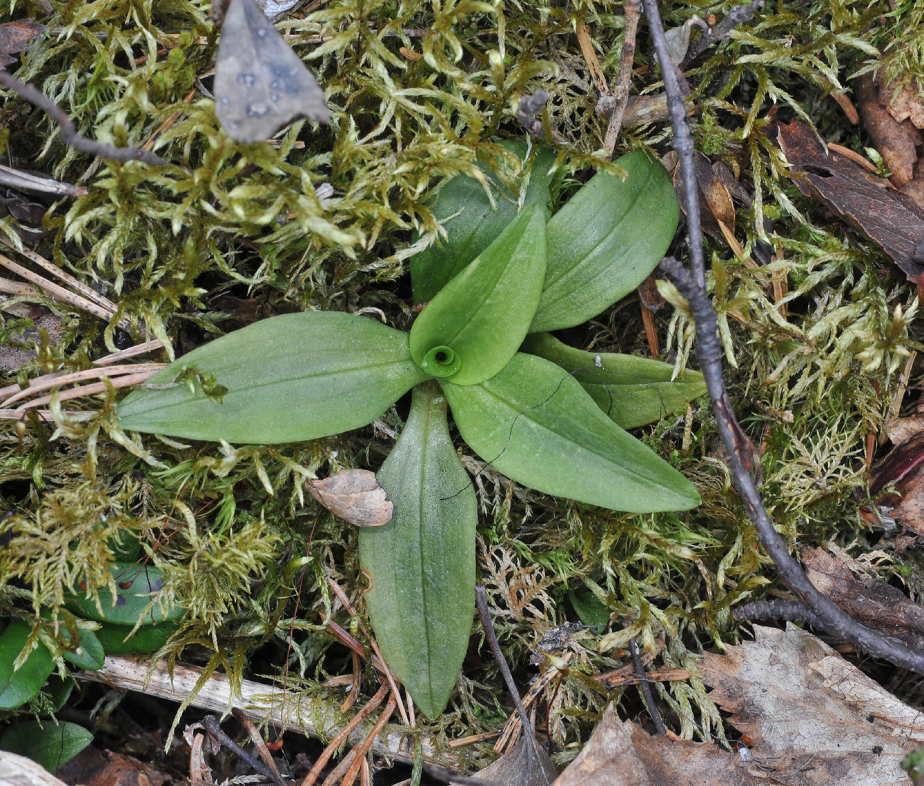 Goodyera repens