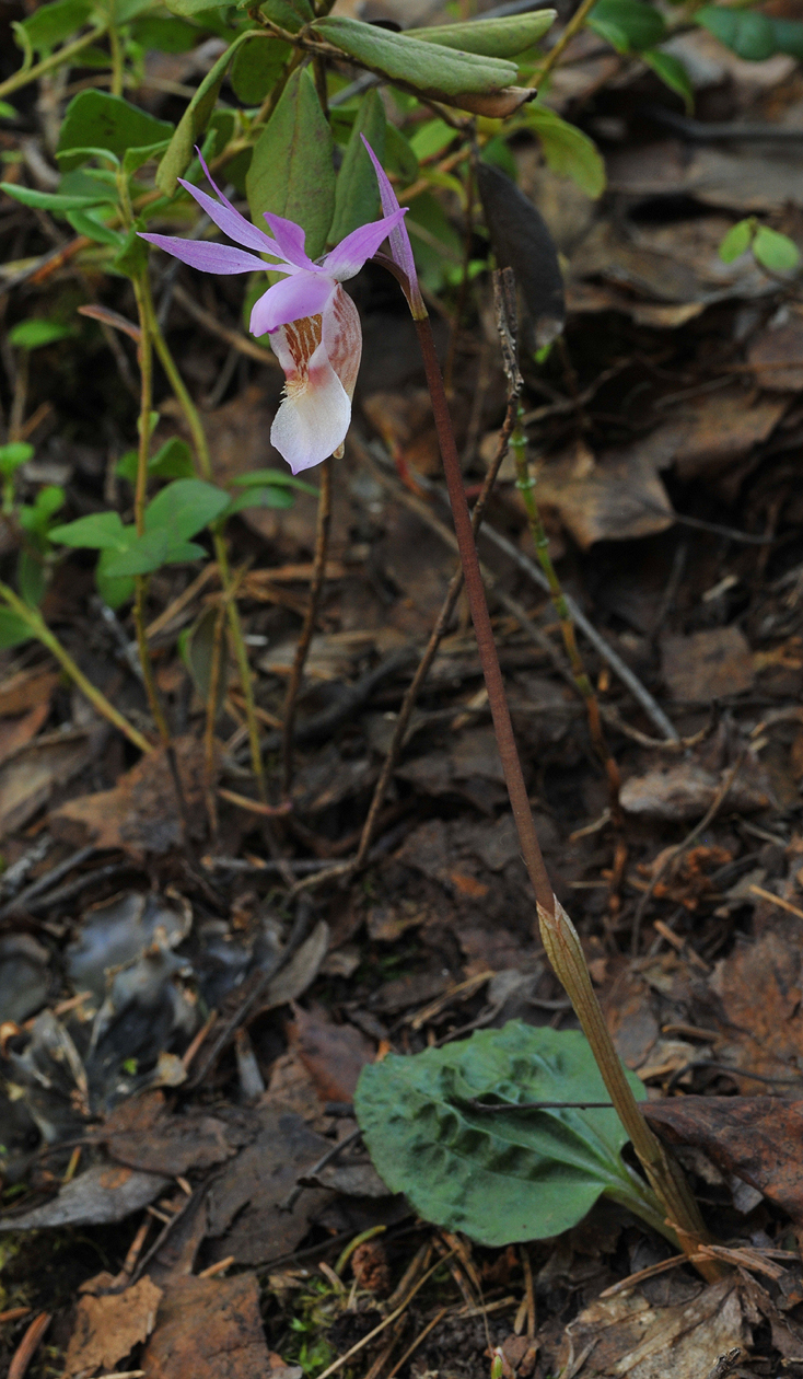 Calypso bulbosa var bulbosa