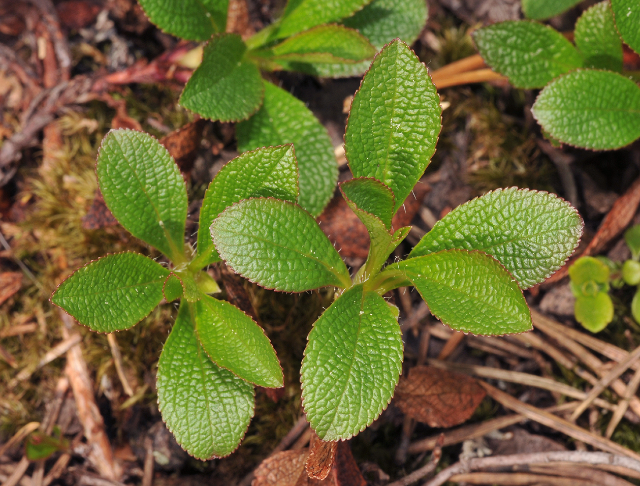 Arctostaphylos alpina. Foliage.