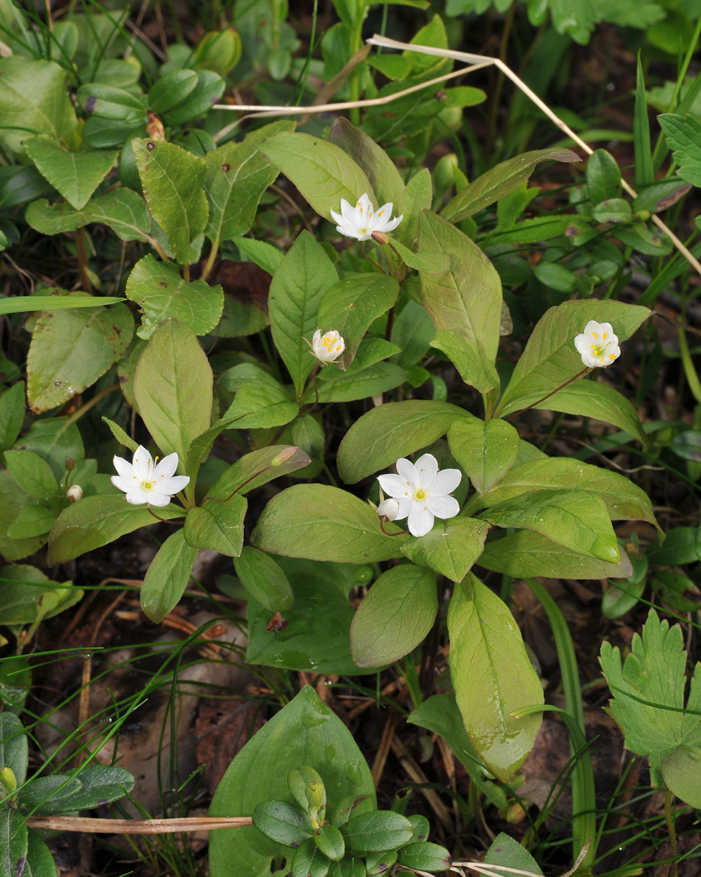 Trientalis europaea