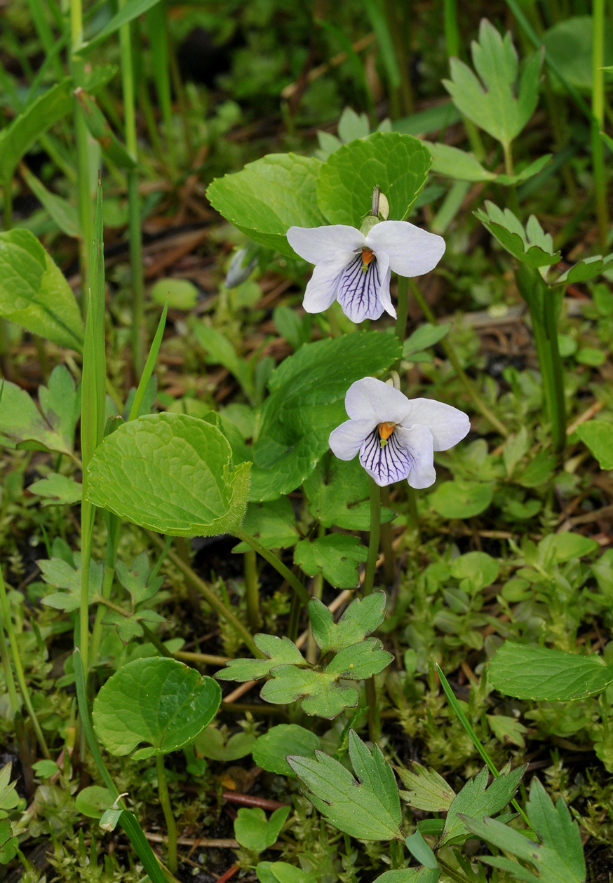 Viola palustris