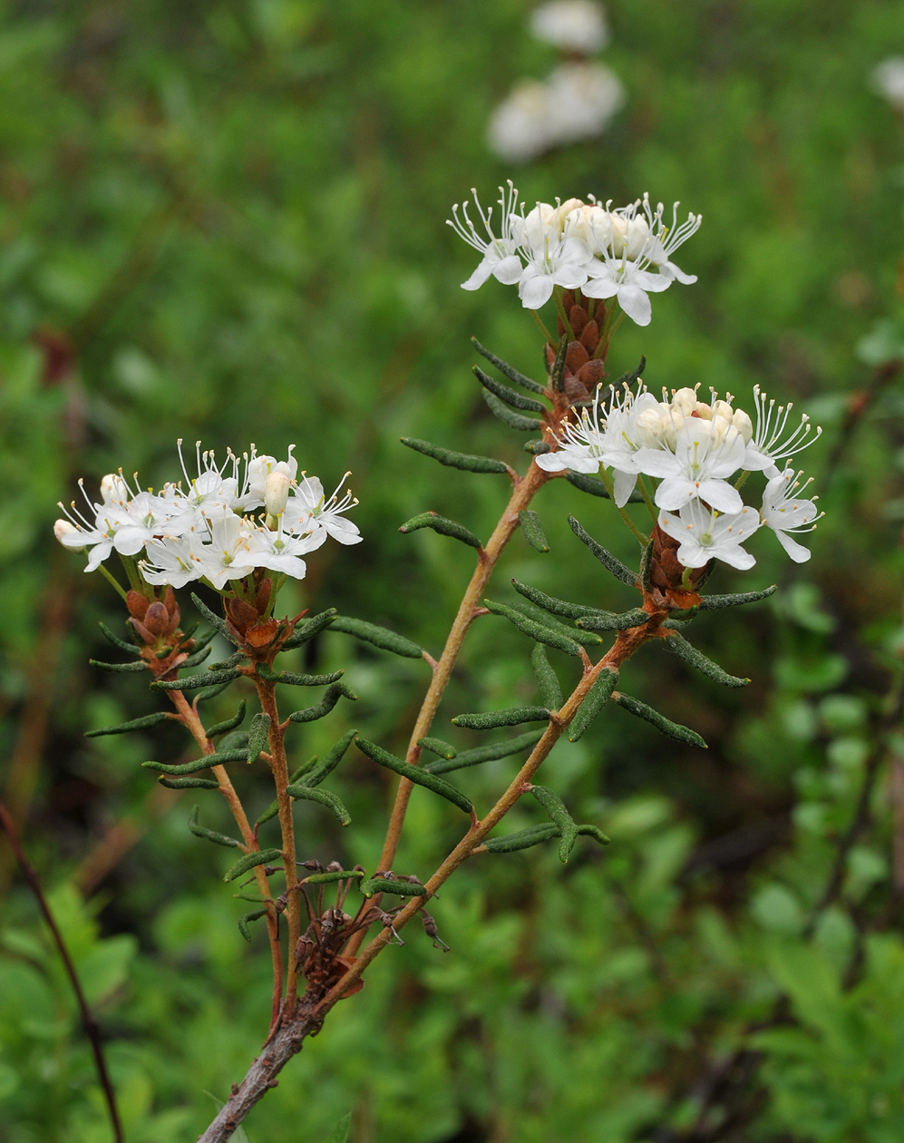 Rhododendron tomentosum