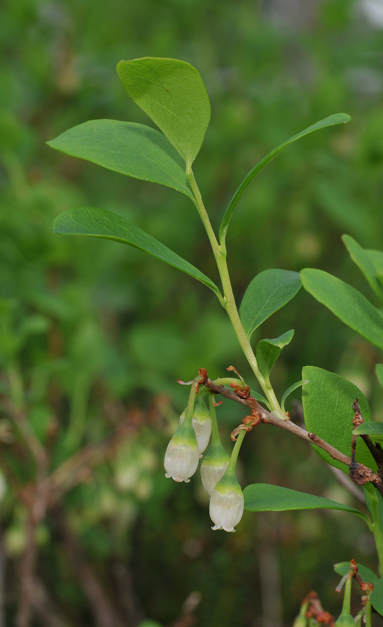 Vaccinium uliginosum. Closer.