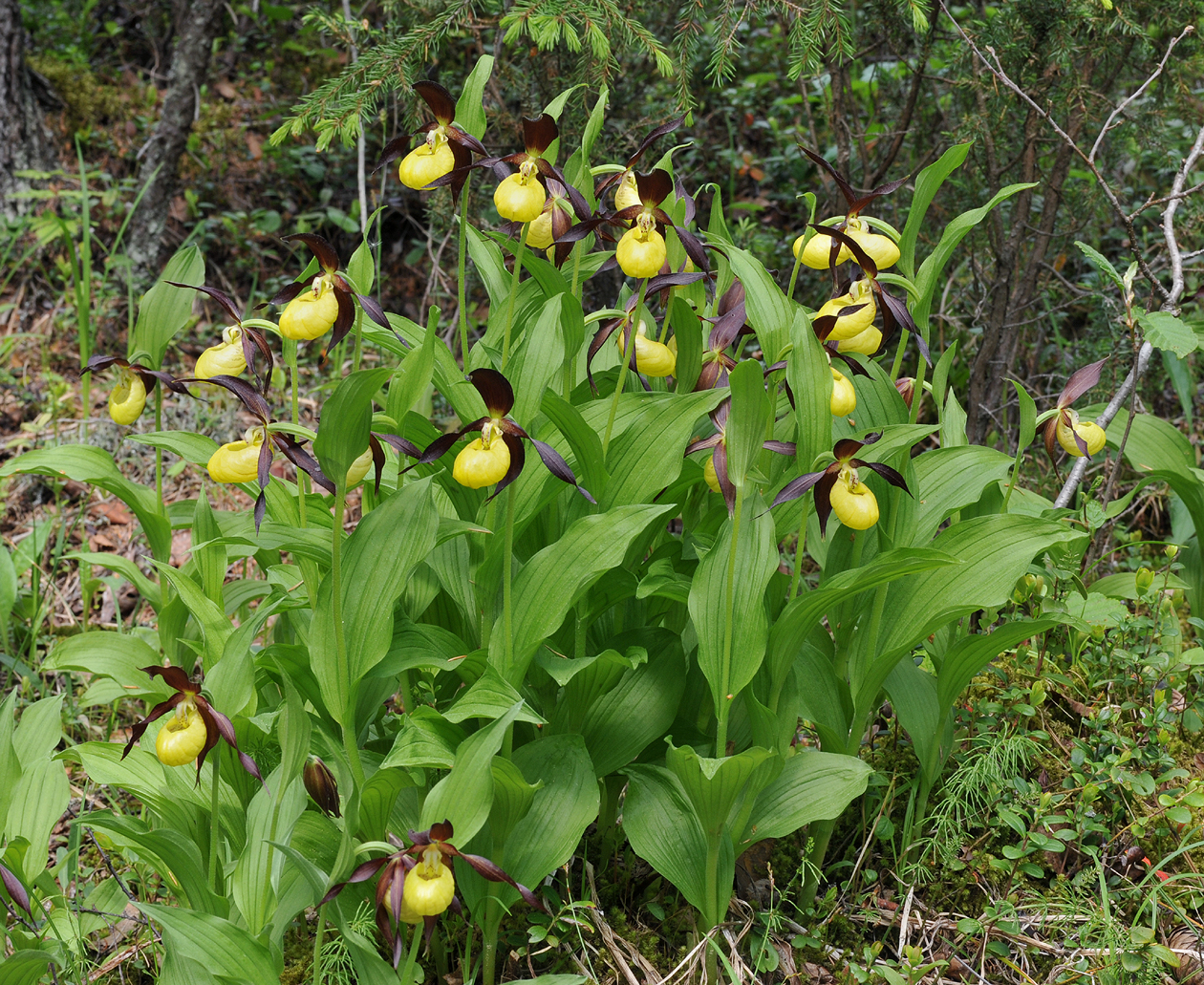 Cypripedium calceolus