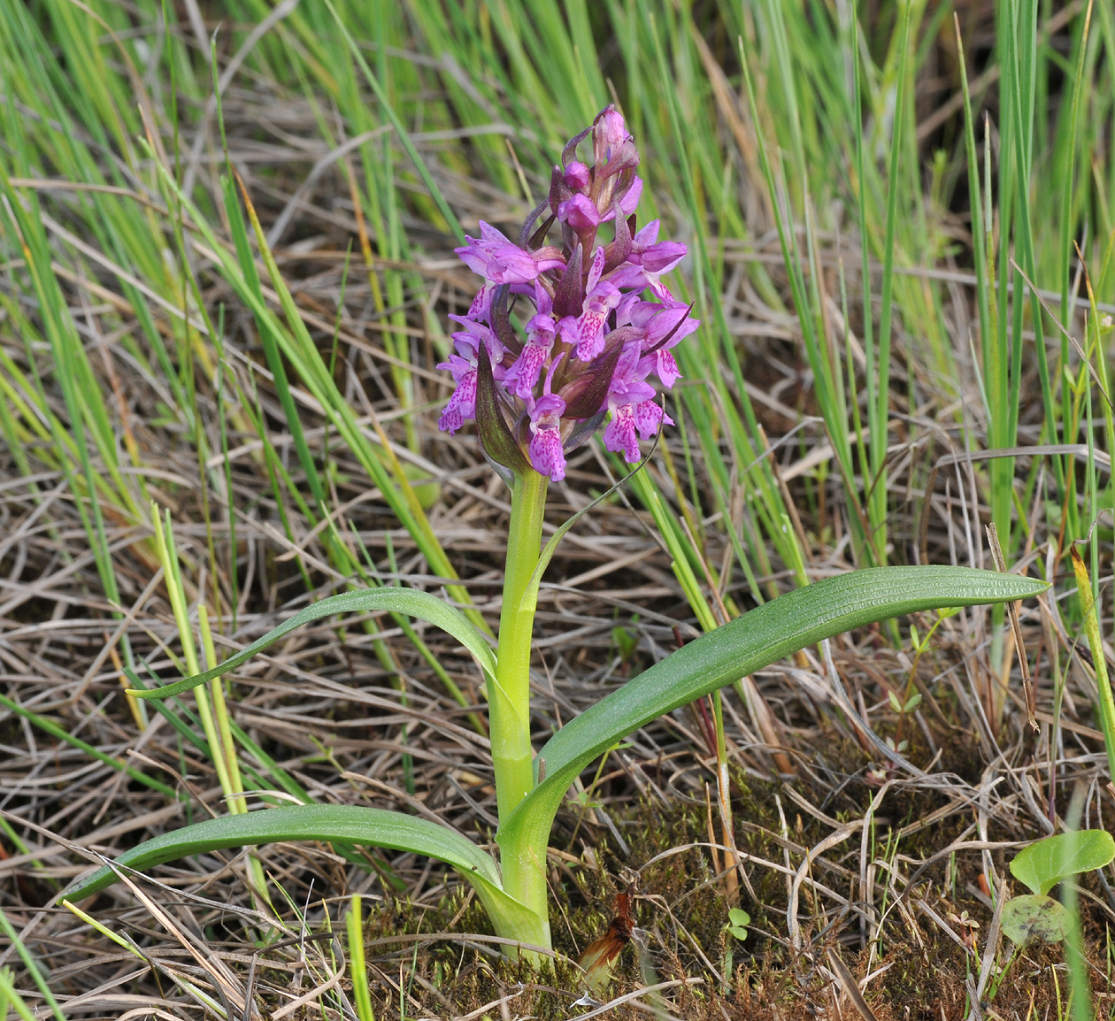 Dactylorhiza incarnata subsp. cruenta. Green leaved form.