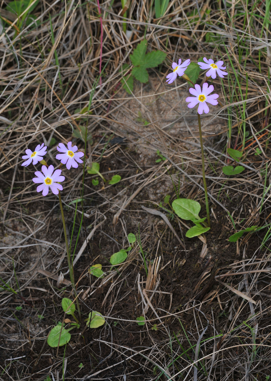 Primula nutans var. jokelae