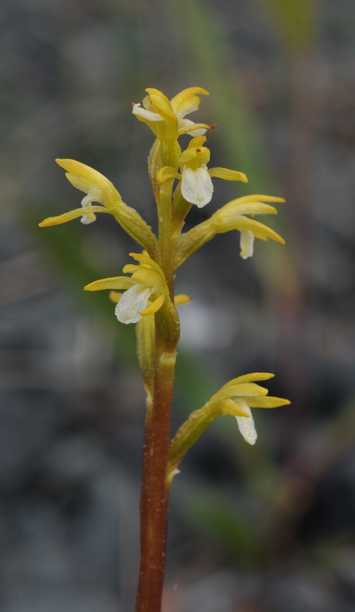 Corallorhiza trifida. Closer.