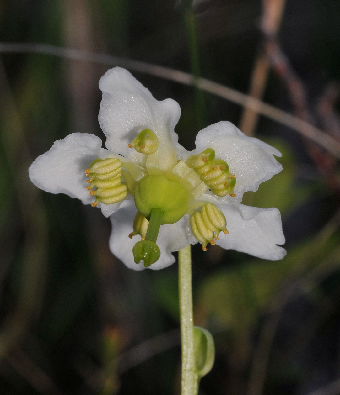 Moneses uniflora. Close-up.