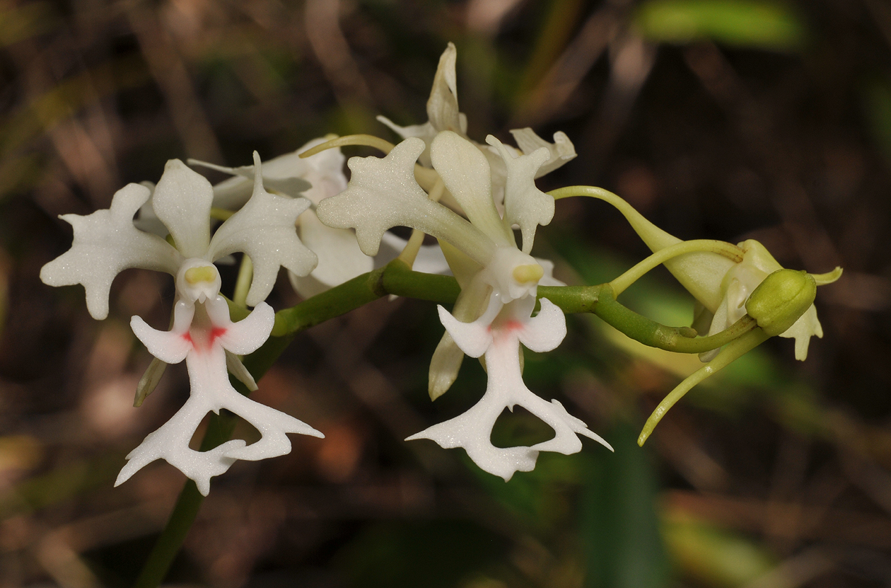 Cryptopus elatus. Red spots. Closer.