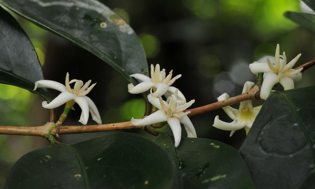 Coffea mauritiana. Close-up.