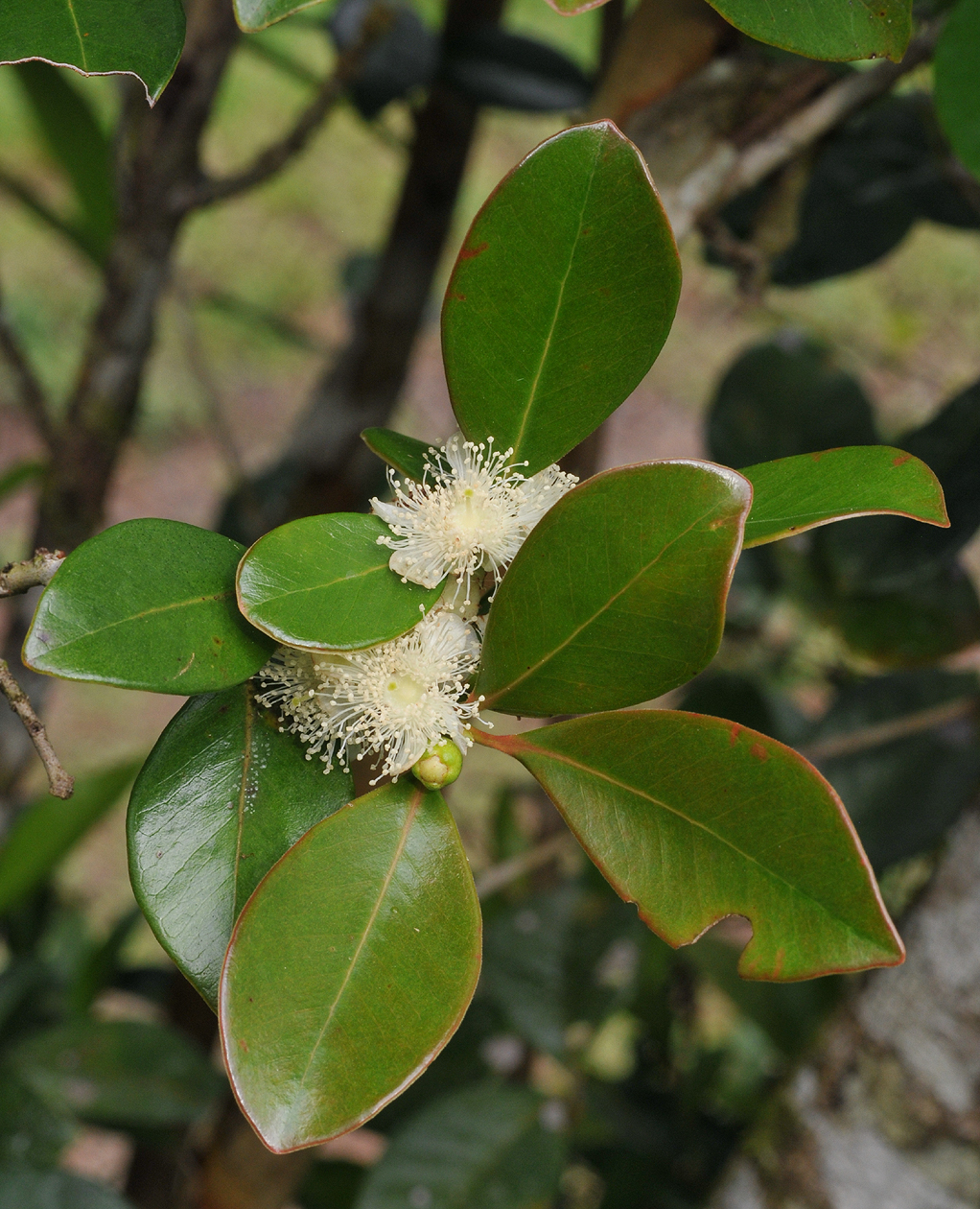 Psidium cattleianum