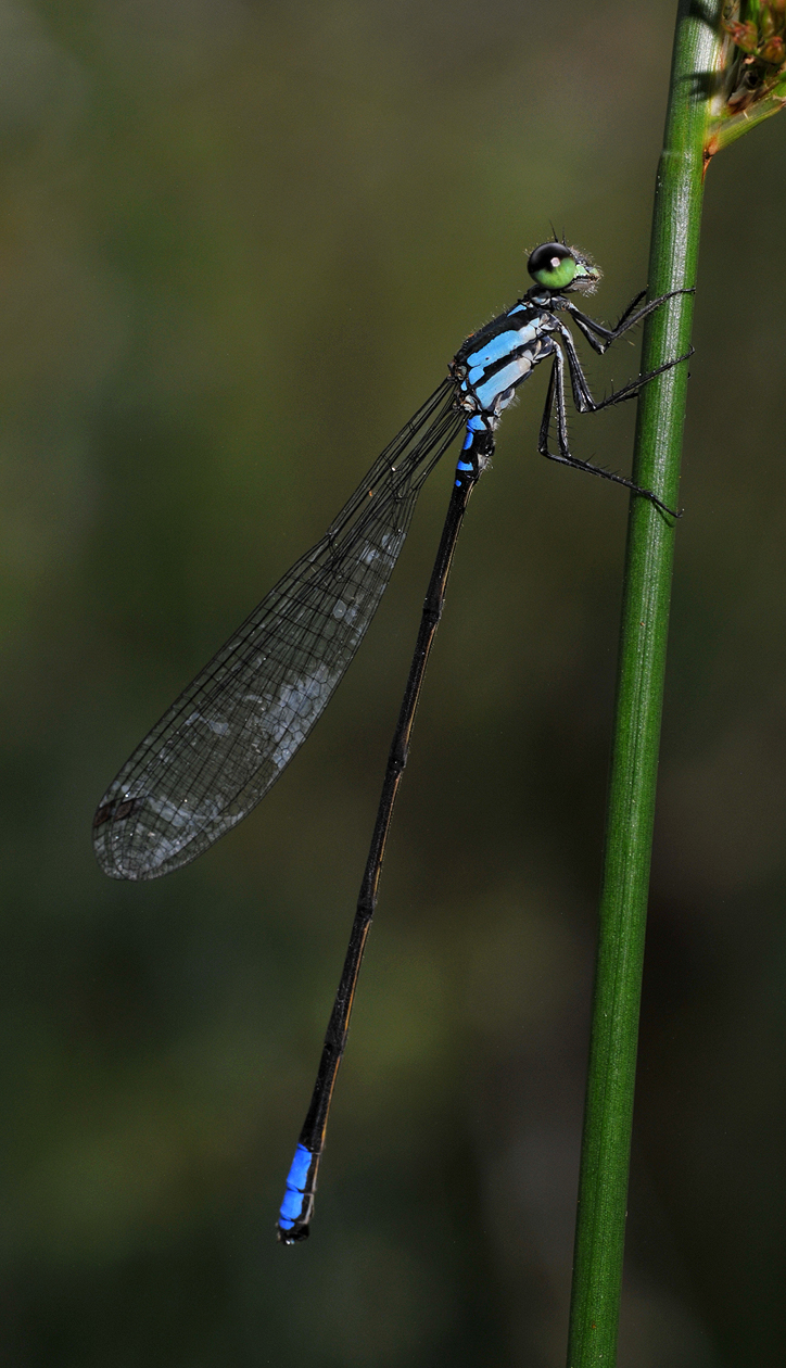 Coenagriocnemis reuniense