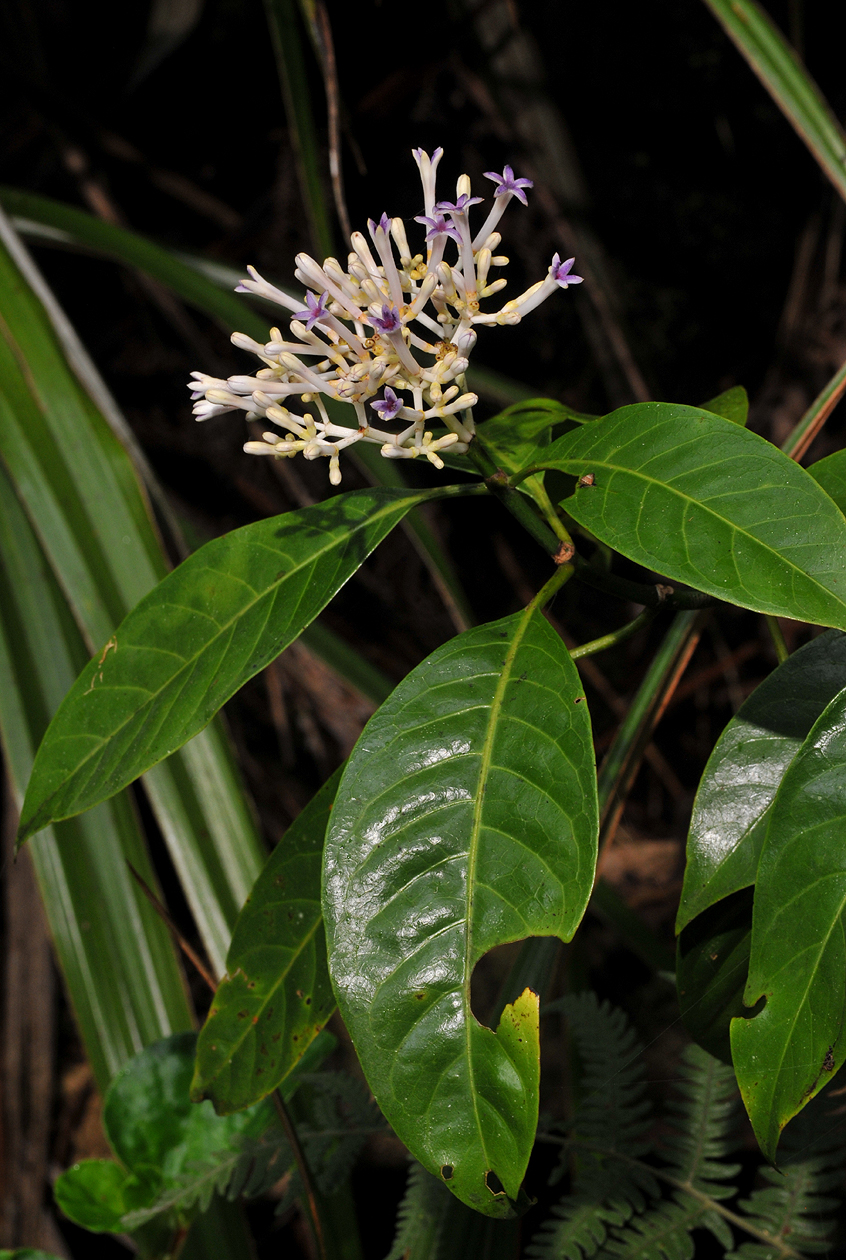 Chassalia corallioides