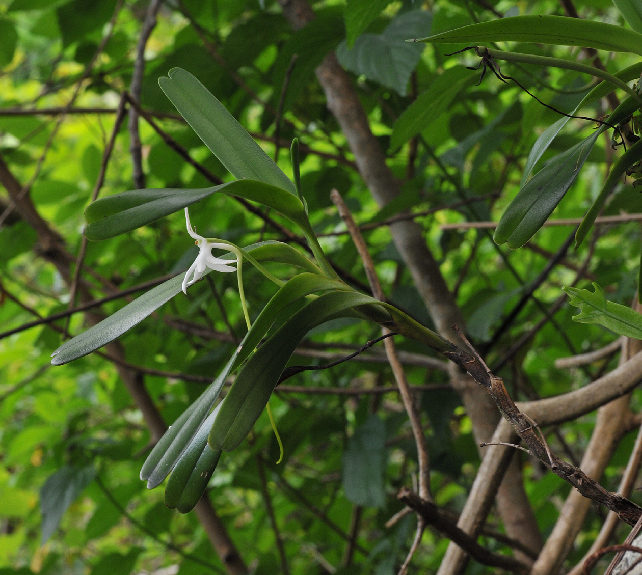 Jumellea recta