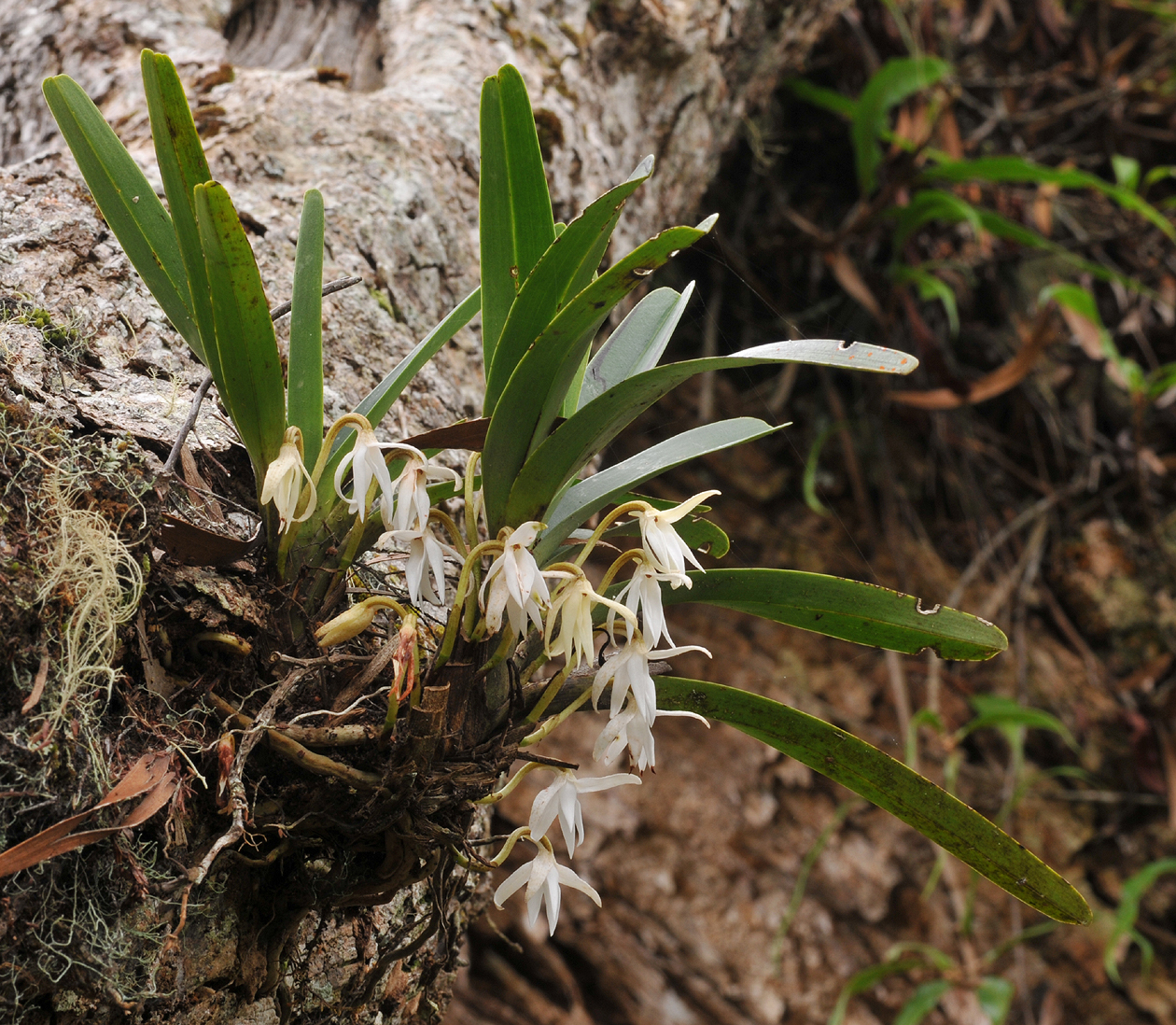 Jumellea triquetra