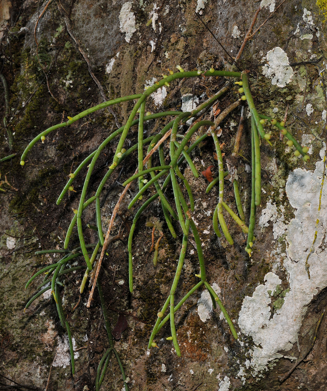 Rhipsalis baccifera