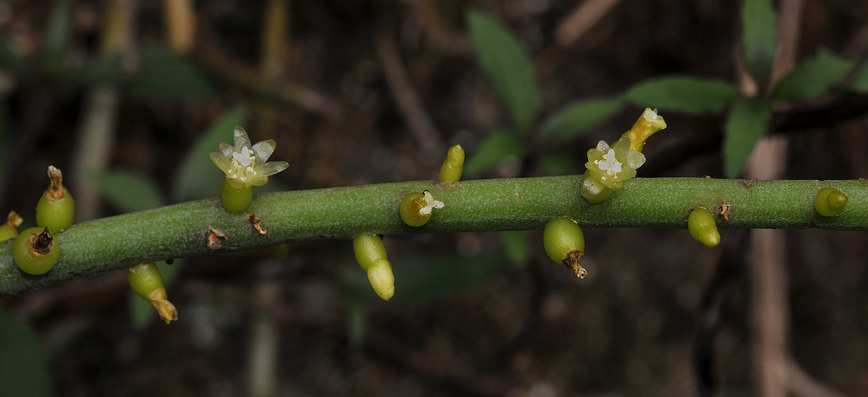 Rhipsalis baccifera. Close-up.