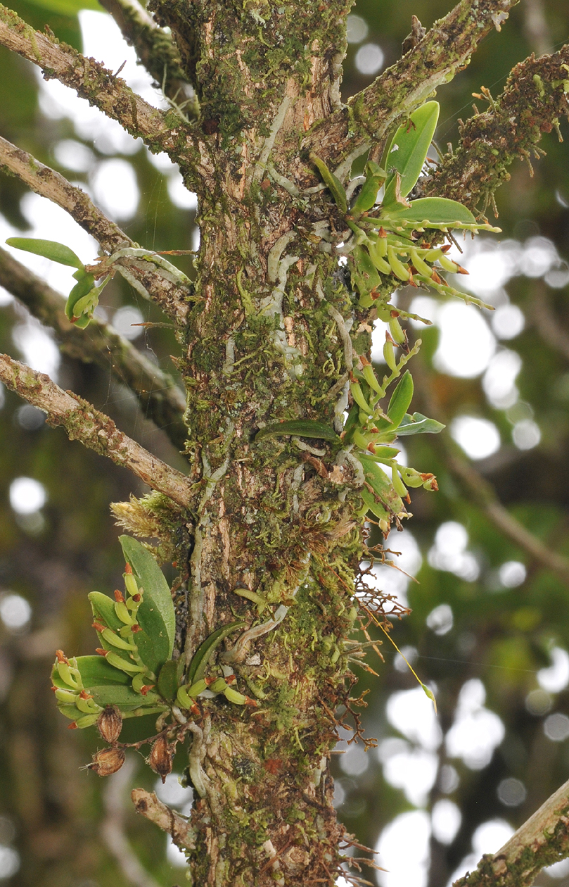 Angraecum tenellum