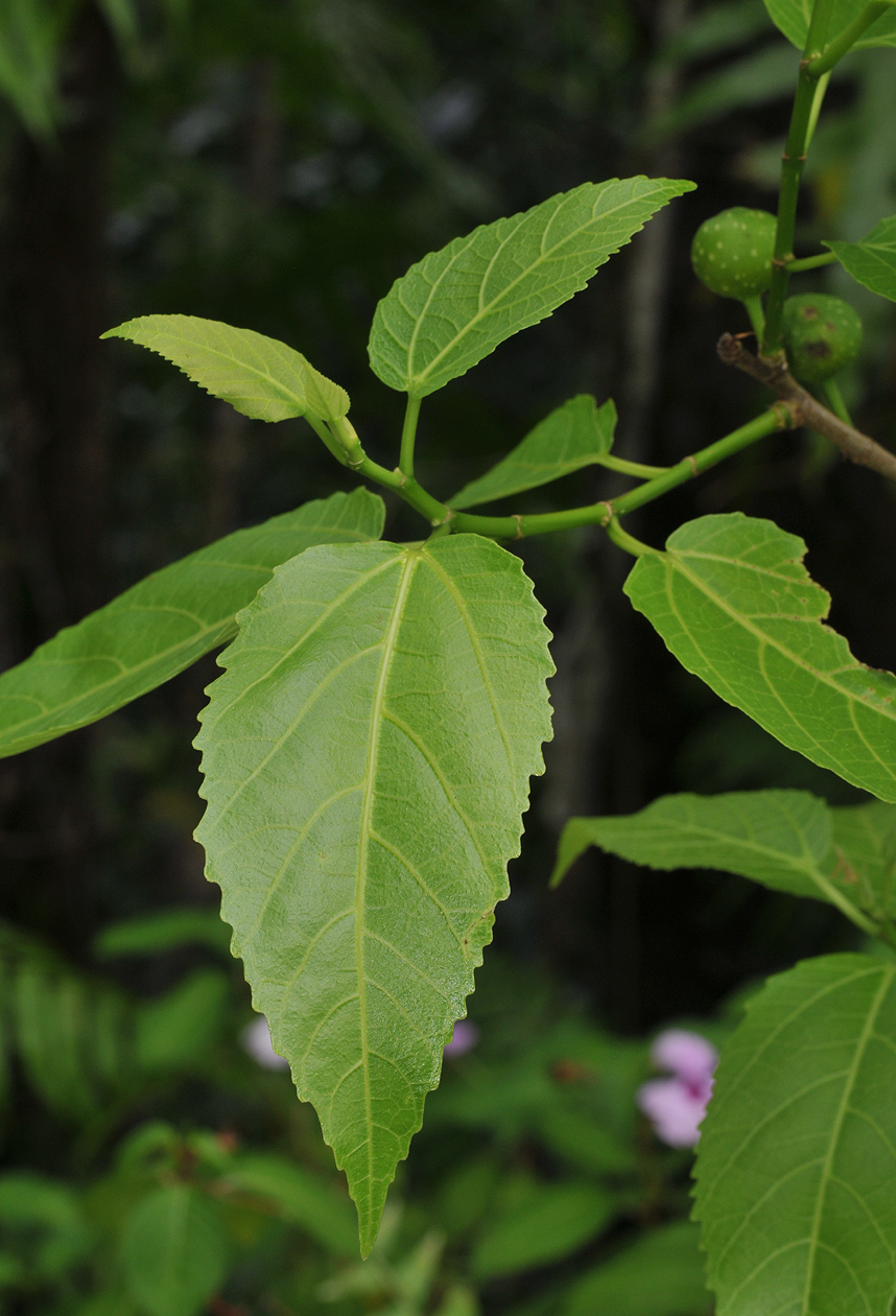 Ficus lateriflora