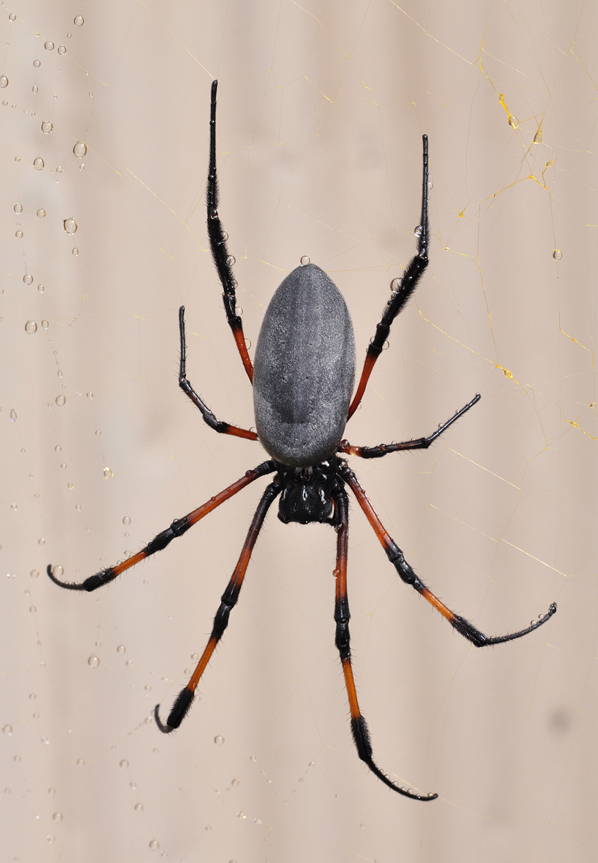 Nephila inaurata inaurata.