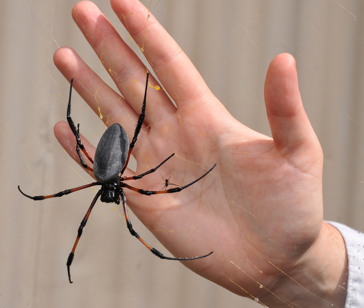 Nephila inaurata inaurata.