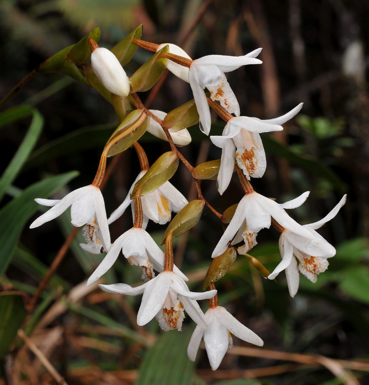 Coelogyne papillosa. Closer.jpg