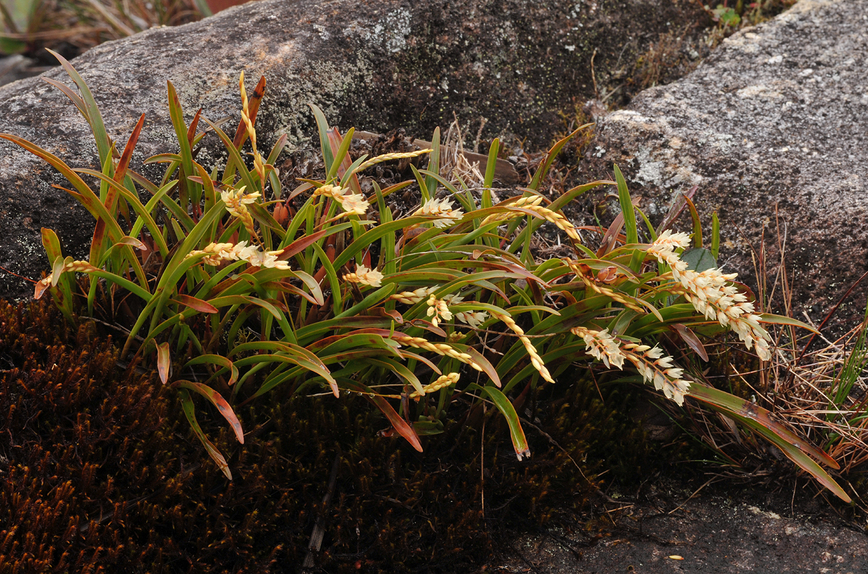 Dendrochilum stachyodes.jpg