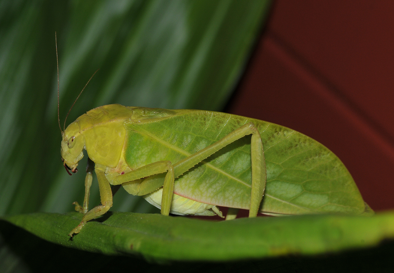 Katydid.jpg