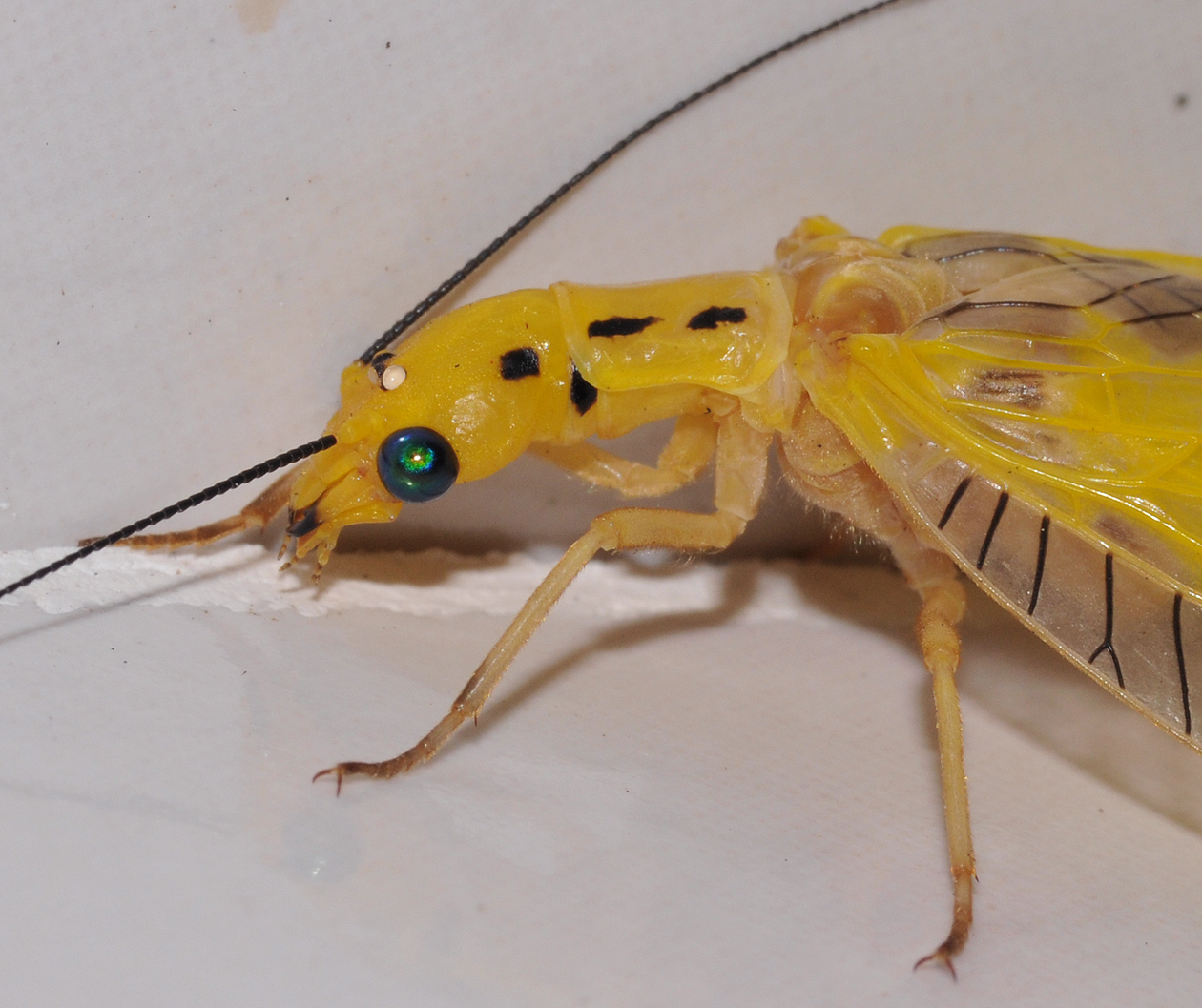 Lacewing. Close-up.jpg