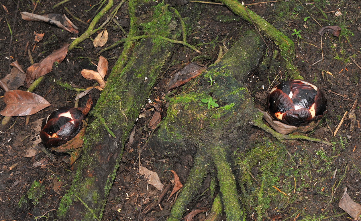 Rafflesia keithii buds.jpg