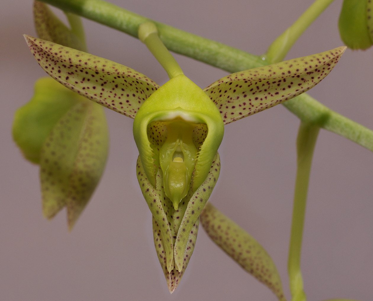 Catasetum kempfii. Close-up.2. HBL31020.jpg