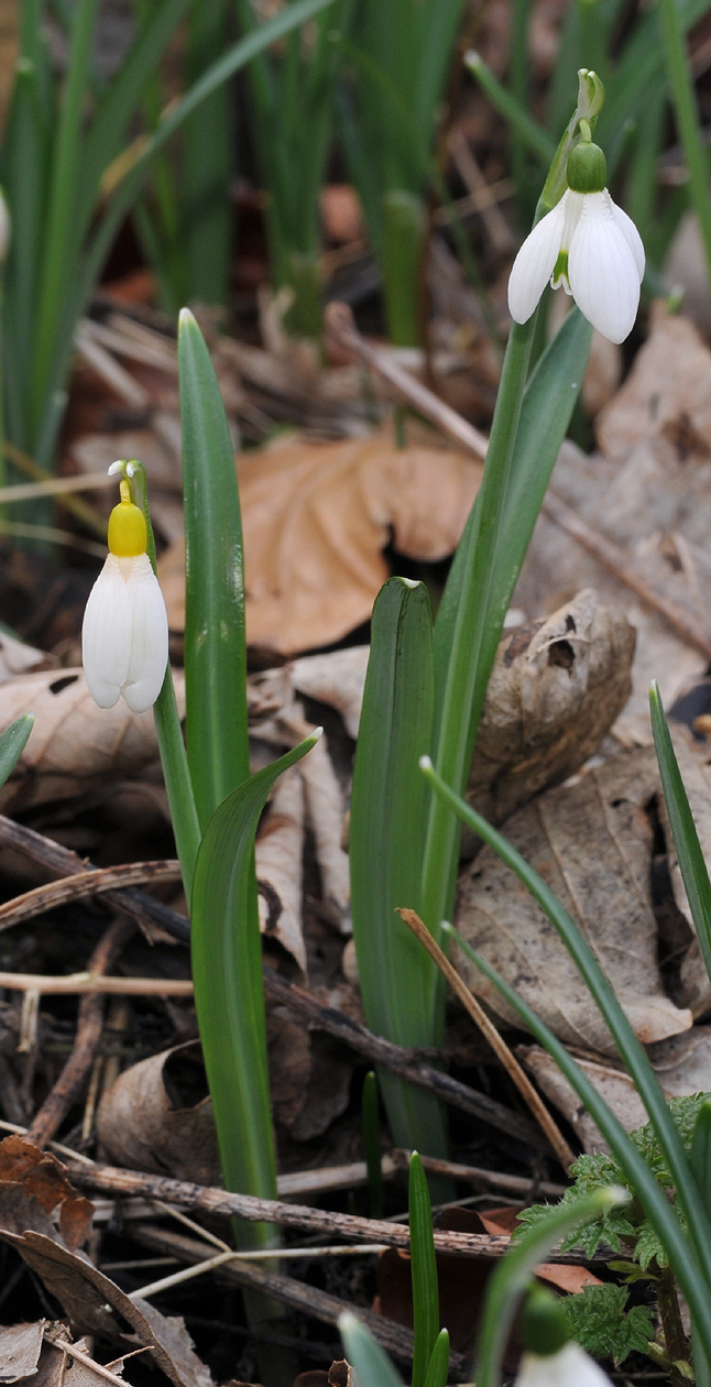 Galanthus nivalis sandersii.2.jpg