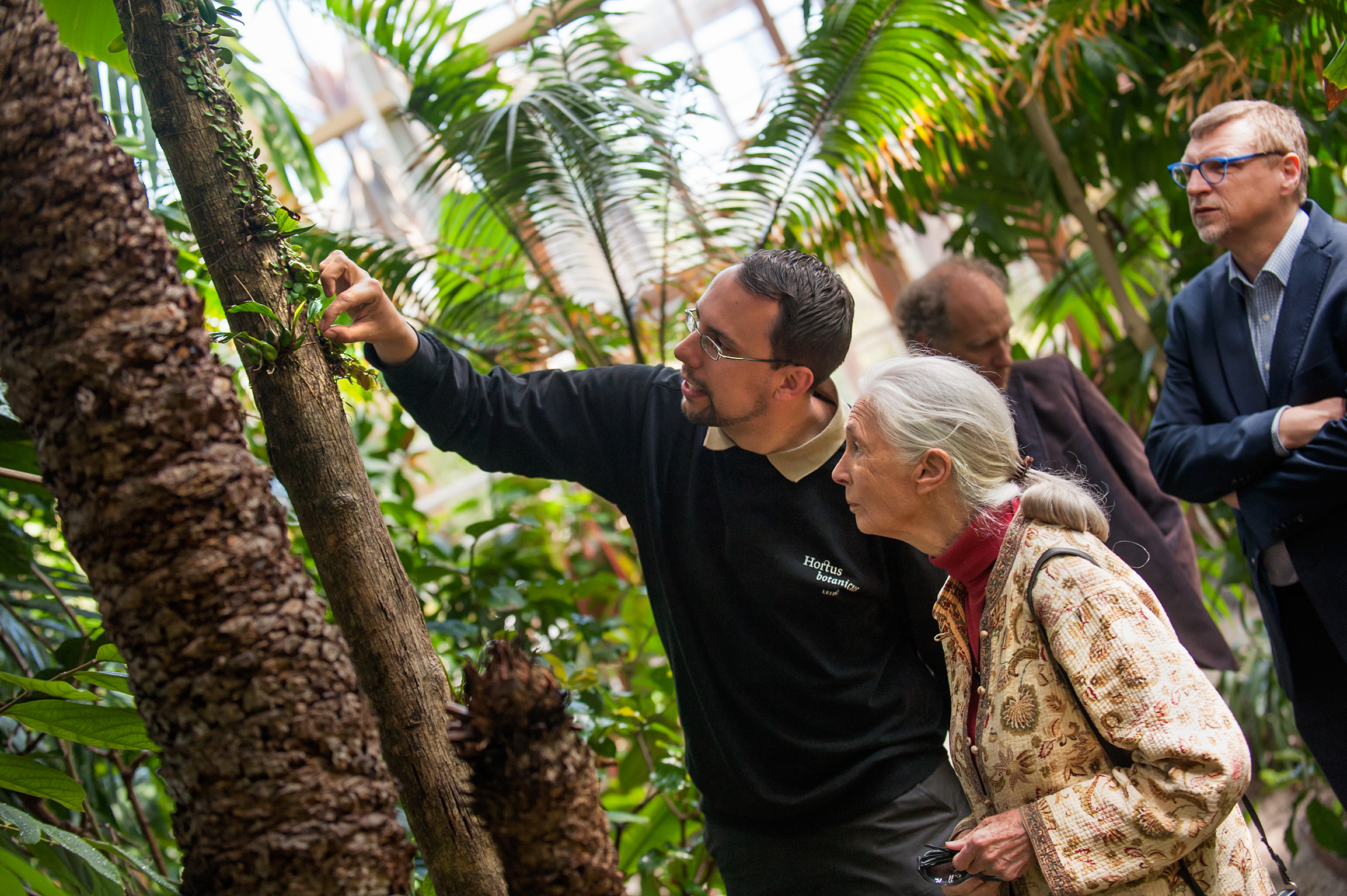 Looking at the epiphytes on the teak tree.