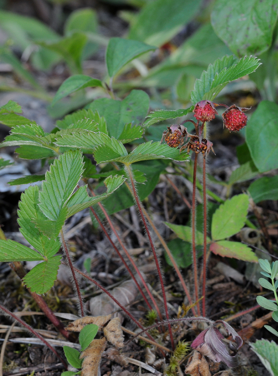 Fragaria viridis