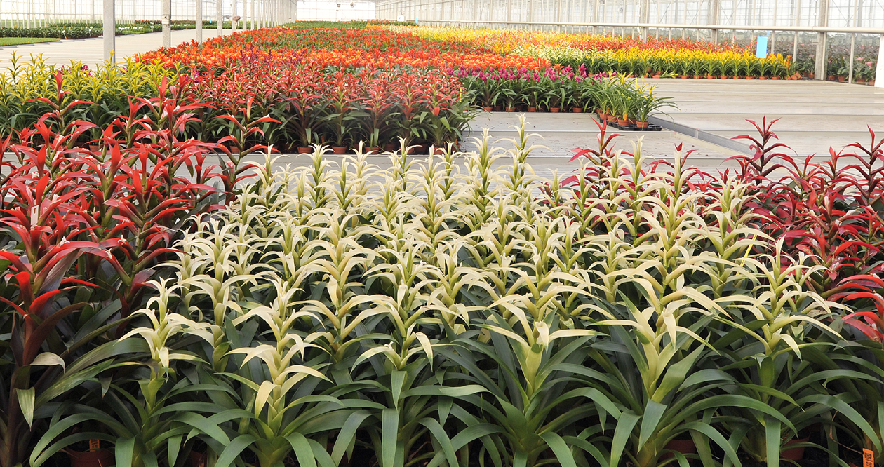 test greenhouses.jpg