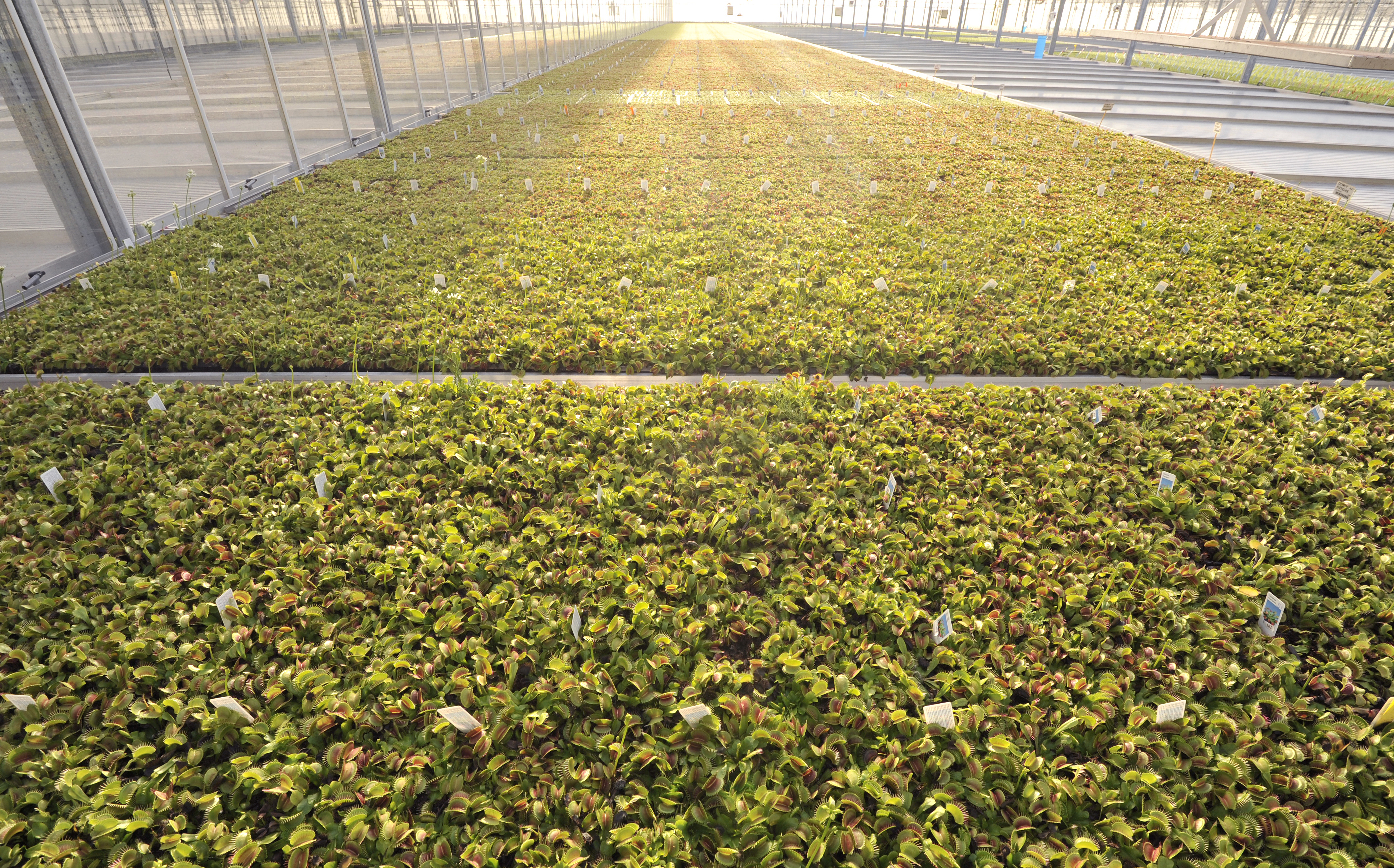 Venus flytraps.4.jpg