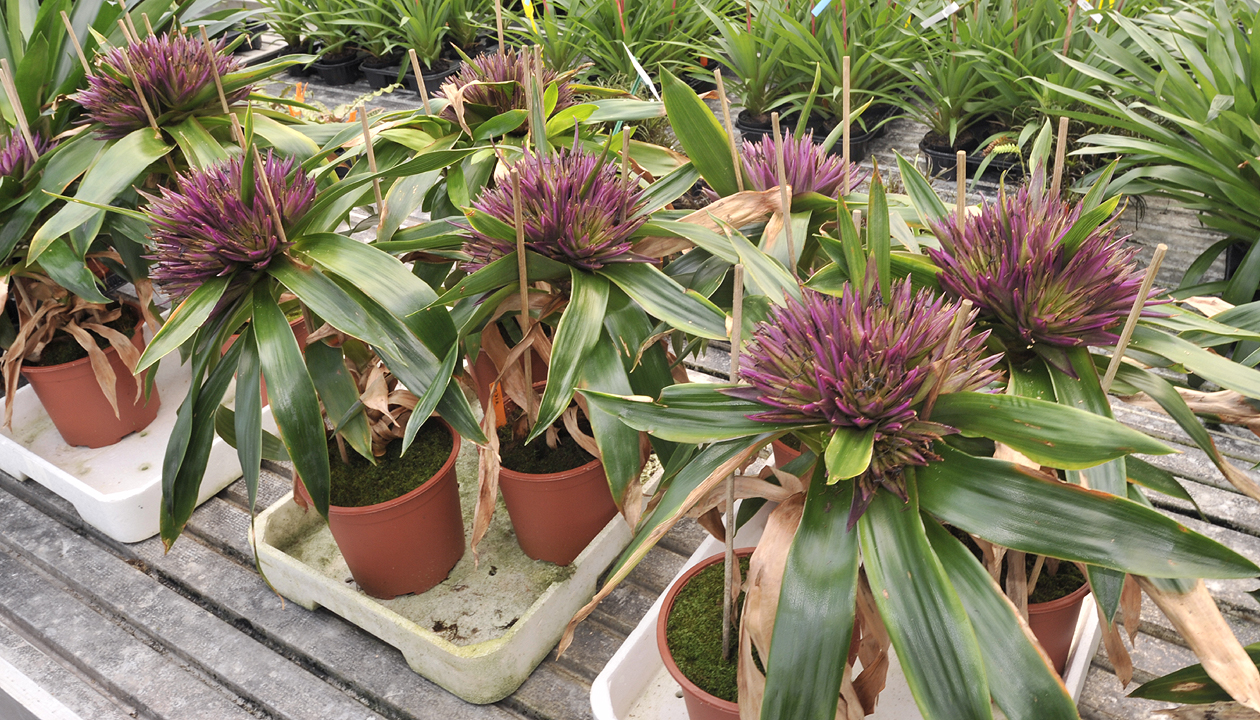weird bromeliad lookalike.jpg
