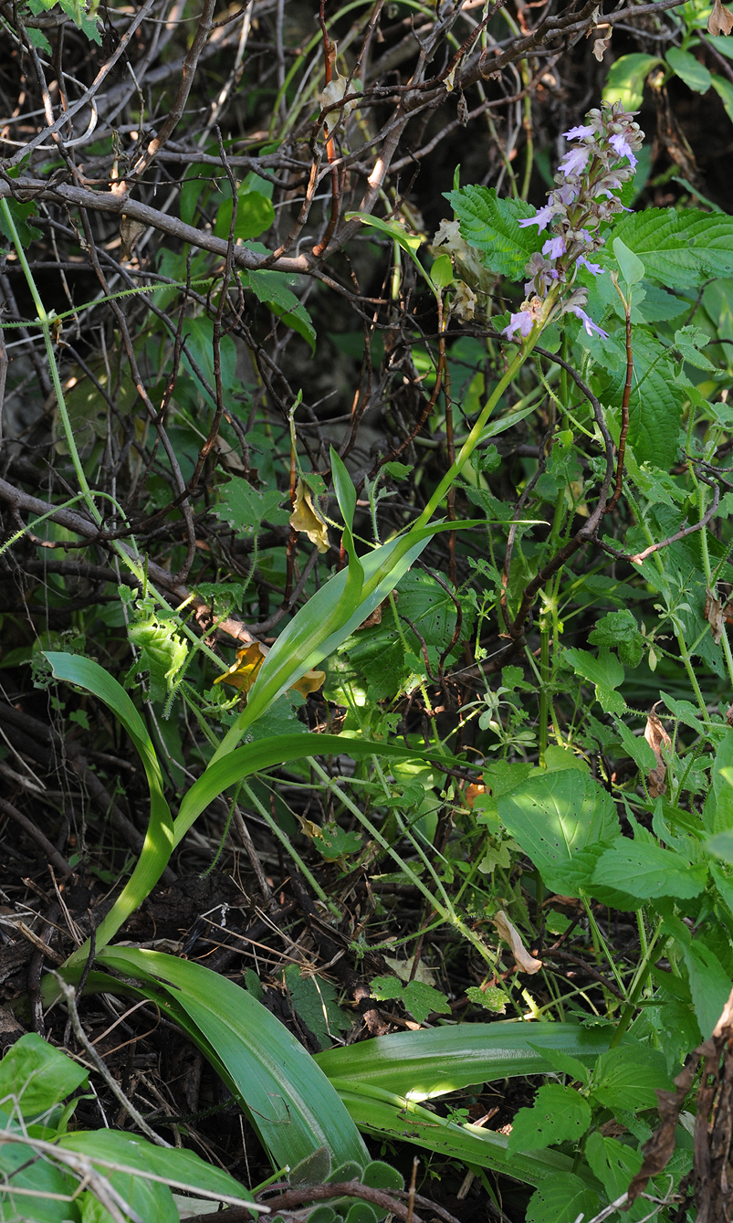 Himantoglossum metlesicsianum.