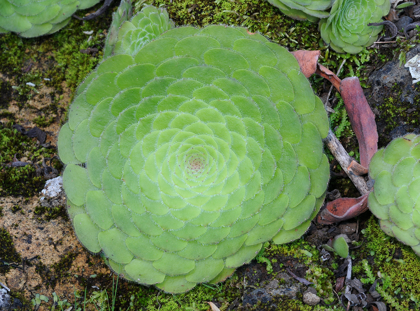 Aeonium tabuliforme